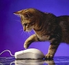 CATINST