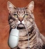 Cat2