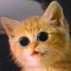Cat6