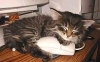 Caughtmouse