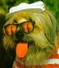 Dog3